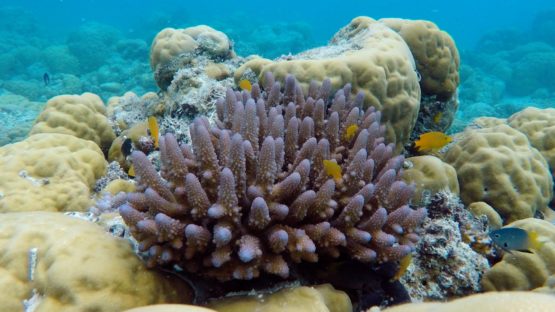 Damselfish swimming around coral in a Palau