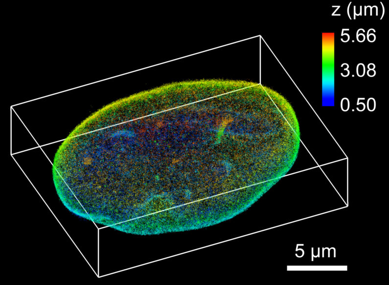 3D cell reconstruction