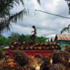 Palm fruit worker in Indonesia