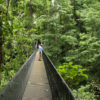 Forest bridge