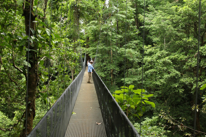 Forest bridge