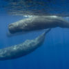 sperm whales