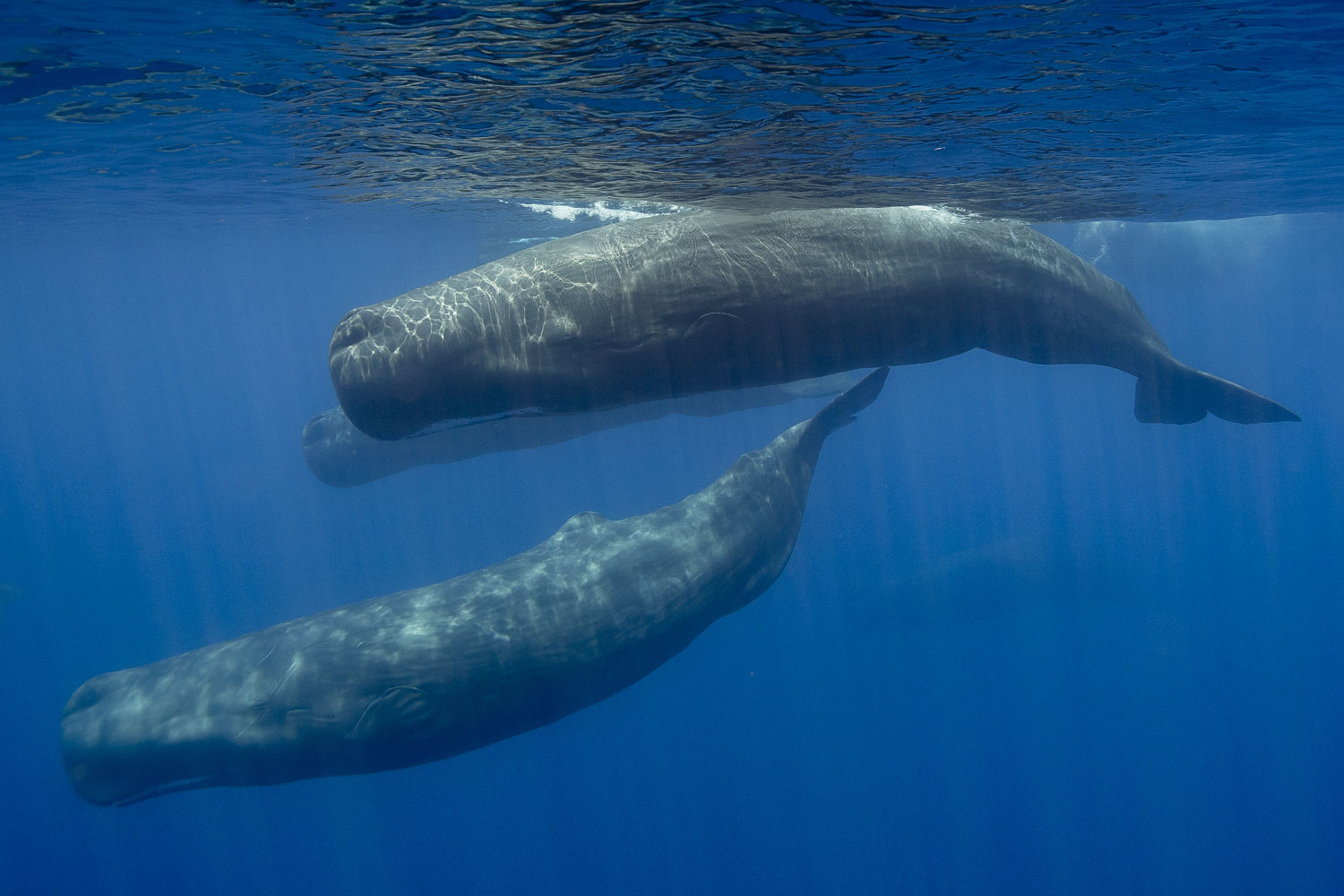 sperm whales