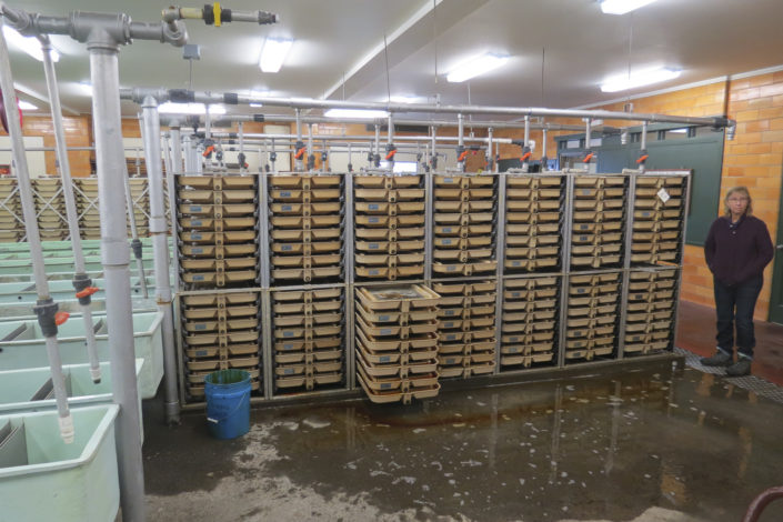 A fish hatchery with racks of fish)