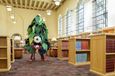 Stanford Tree Anaxi Mars in the library’s Lane Reading Room