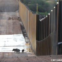 A family of javelinas encounters the wall on the U.S.-Mexico border near the San Pedro River in southeastern Arizona.