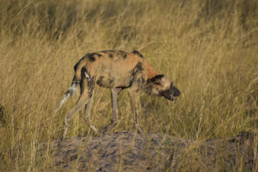 African wild dogs