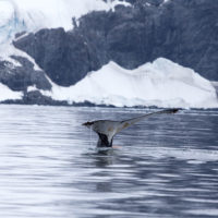 humpback whale diving in the Antarctic