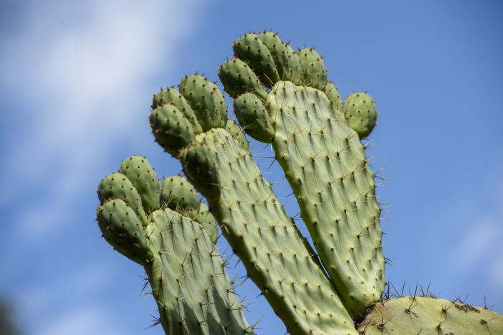 Prickly pear cactus)