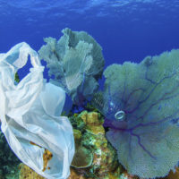 Plastic waste on a coral