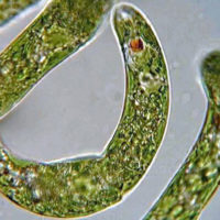 Euglena microbes