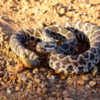 Rattlesnake