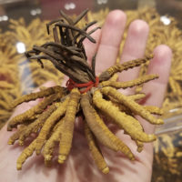 handfull of caterpillar fungus, with a boxful in background