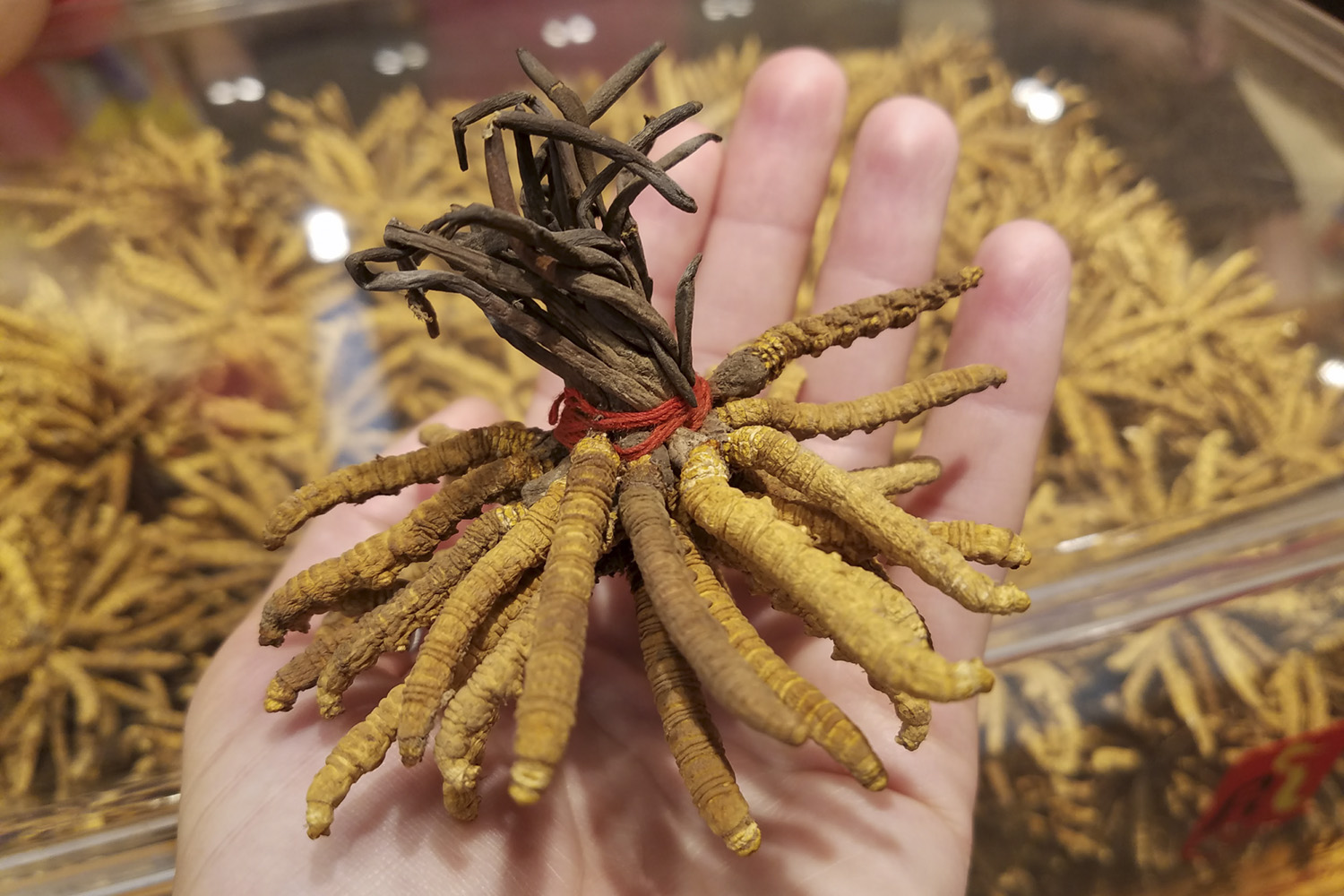 handfull of caterpillar fungus, with a boxful in background