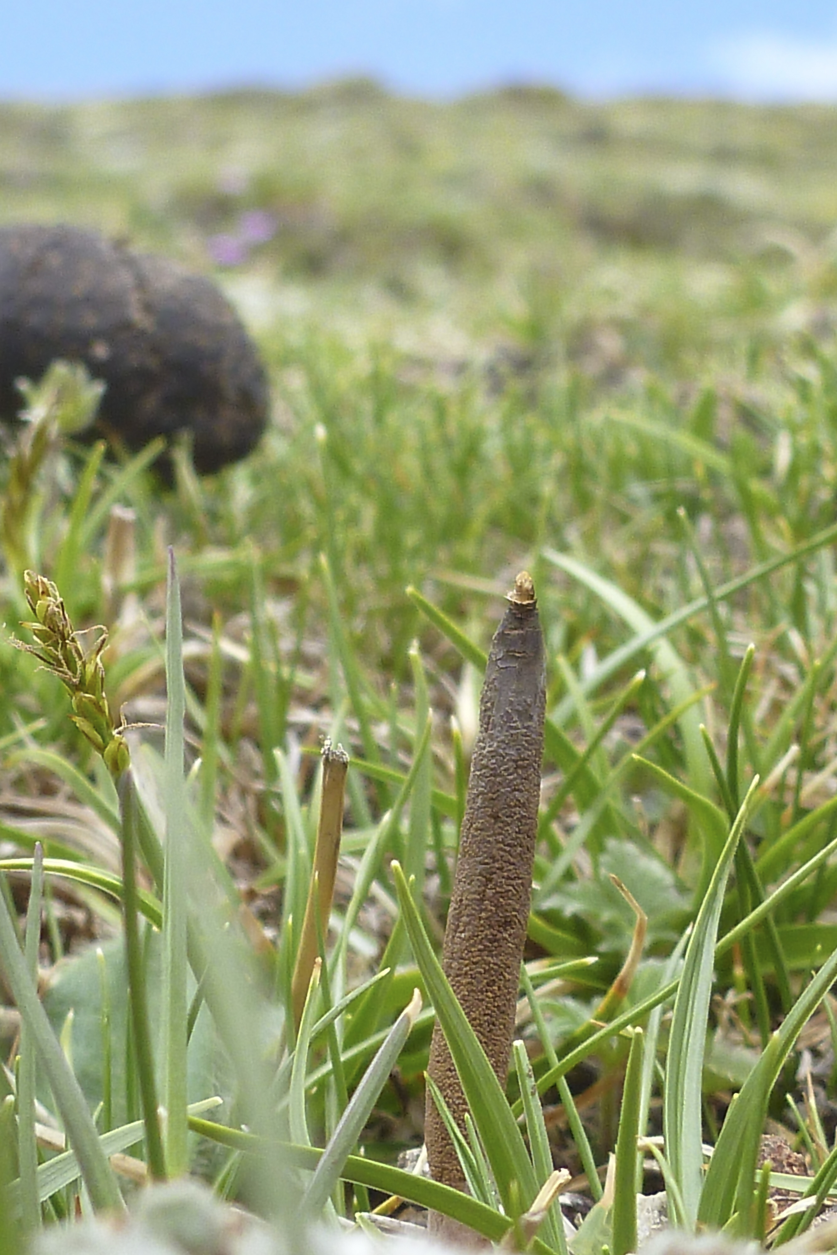 infected caterpillar growing from the ground