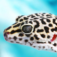 Leopard gecko