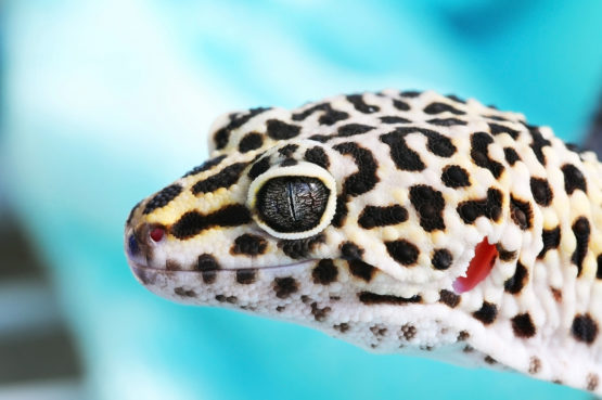 Leopard gecko