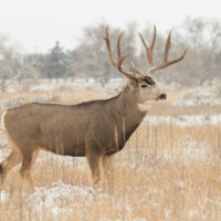 mule deer buck