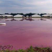 A North Carolina pig farm’s waste lagoon