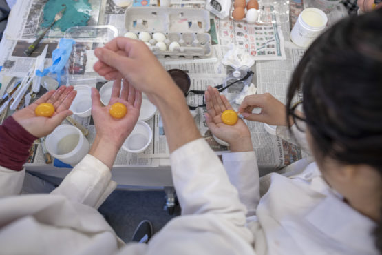 Students hold egg yolks