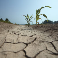 Dried-out corn field