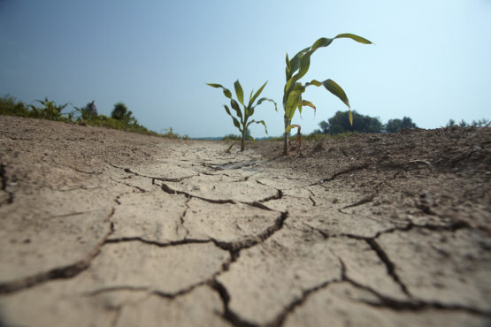 Dried-out corn field