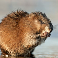 Muskrat