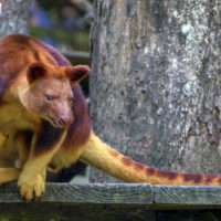 A Goodfellow's Tree Kangaroo Australia. Until this past summer, no one had reported seeing its relative, the Wondiwoi Tree Kangaroo since 1928.