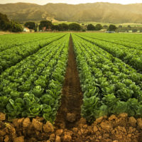 Irrigated fields in Salinas Valley, Calif.