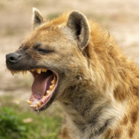 Wild Hyena showing powerful jaws