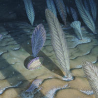 Complex organisms in ocean