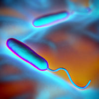 Rod-shaped bacteria