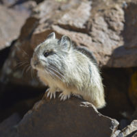 closeup of a pika in a rocky environment