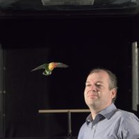 Lovebird flies near Prof. Lentink