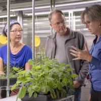 Sue Rhee, Thomas Clandinin and Miriam B. Goodman discuss the NeuroPlant project over a tobacco plant in the greenhouse.