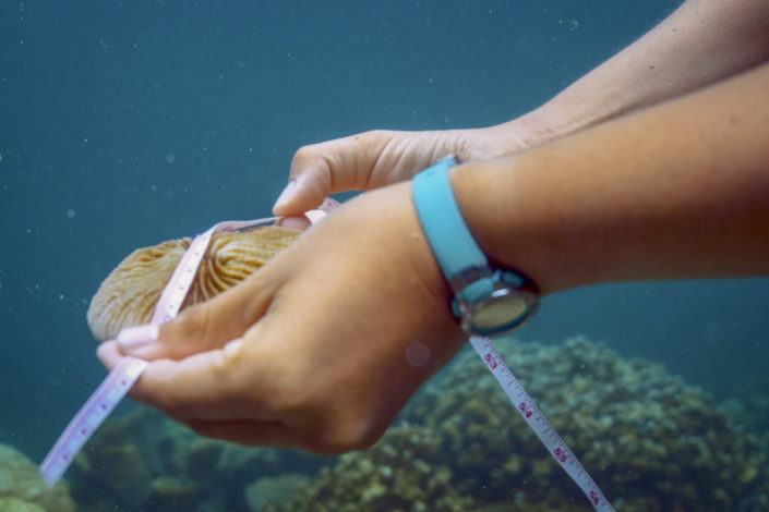 Hands measuring a coral)