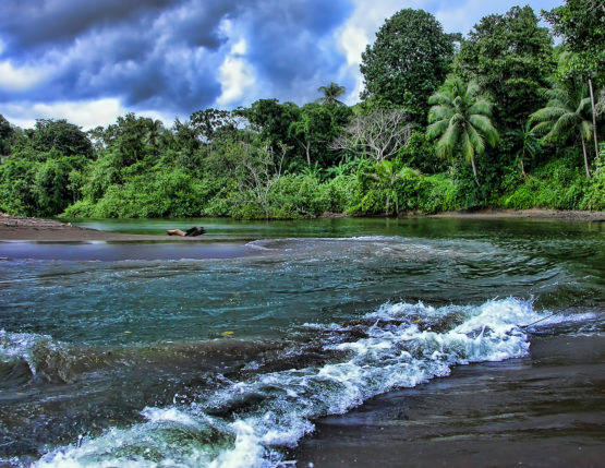 A beach with tropical trees in the distance