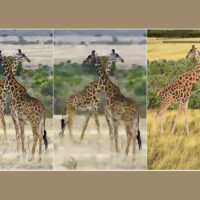 Three versions of an image of giraffes. Given the image on the left, two study participants made the reconstruction on the right. People preferred their reconstruction to the image at the center, a highly compressed version of the original with a file size equal to the amount of data the participants used to make their reconstruction.