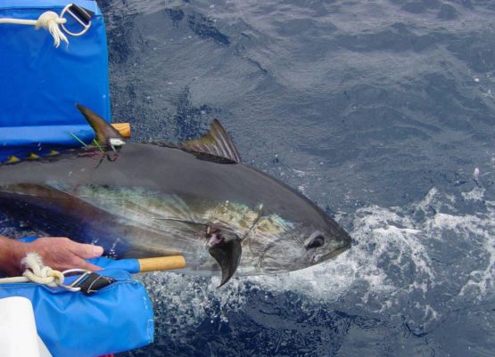 Pacific bluefin tuna being released back into the ocean