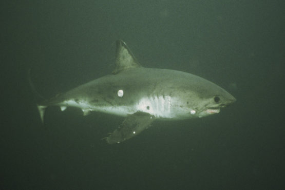 Salmon shark