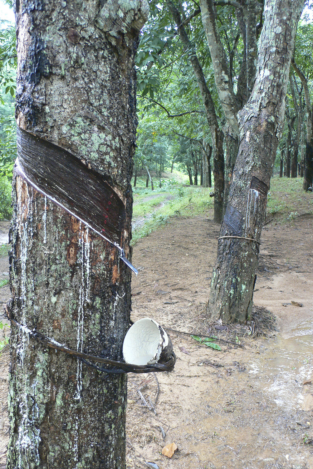 A rubber tree in a monoculture plantation in Hainan, China.