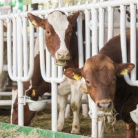 Cattle are among the agricultural and industrial emitters of methane, a powerful driver of global warming. Stanford researchers have outlined an approach to removing the gas from the atmosphere.