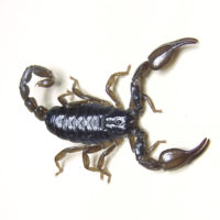 scorpion