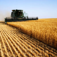 Combine harvesting grain