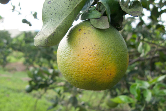 Infected orange citrus