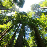 Trees in Sequoia National Park.