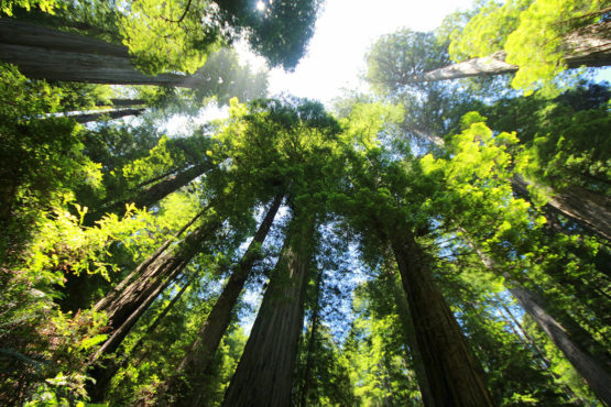 Trees in Sequoia National Park.