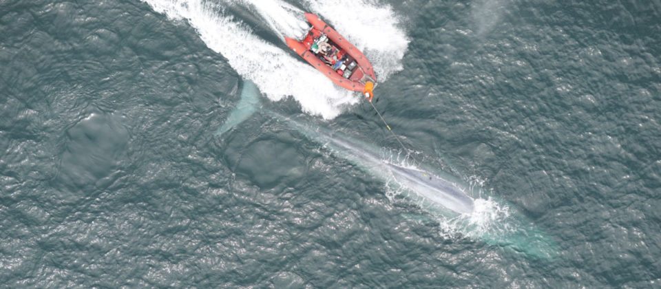 Small boat next to a blue whale with a person on the boat using a pole to apply the suction-cup tag