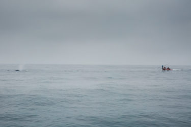 A small boat follows a whale, barely visible above the water line