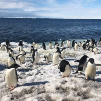 Penguins on a snowy shore